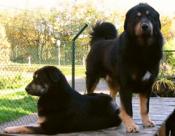 Dokhyirüde Tibetan Mastiff Male 