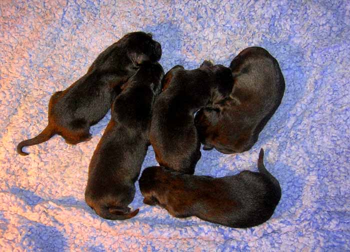 Do Khyi Welpen in schwarz und black and tan