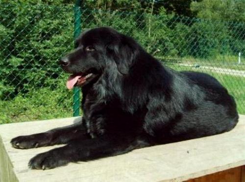 schwarze Do Khyi Hündin, black Tibetan Mastiff Female