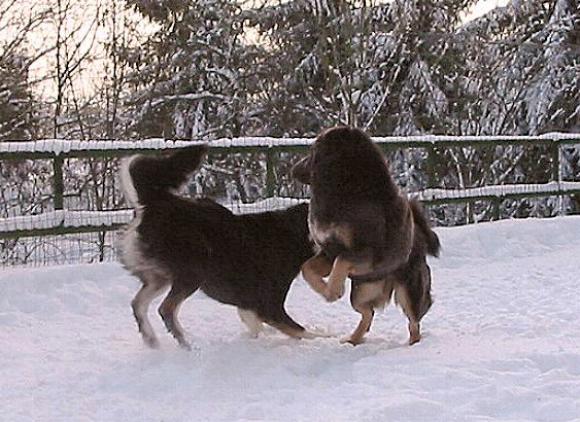 Dokhyi Arista und Pasha,Tibetan Mastiffs