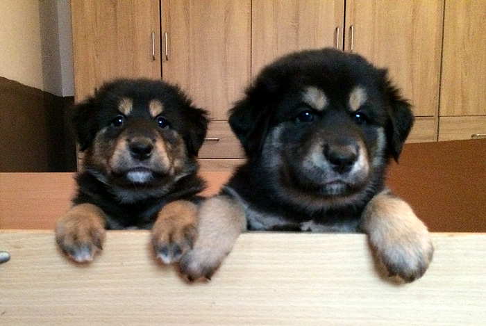 Tibetan Mastiff Puppy