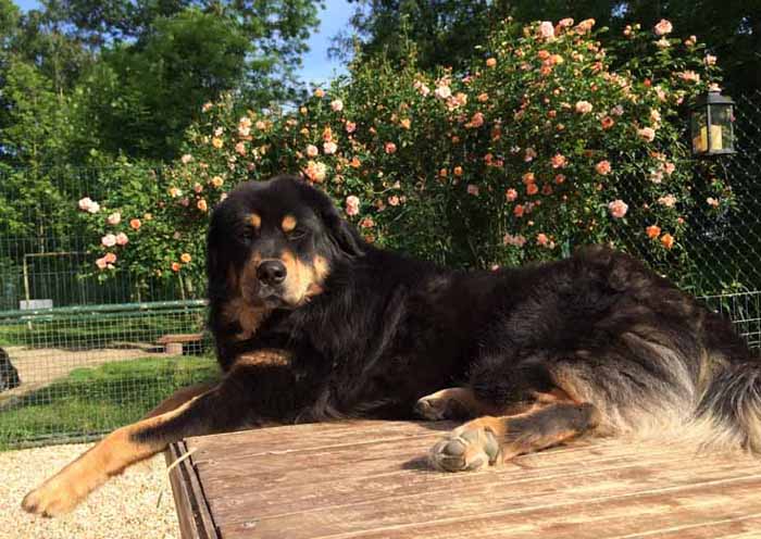 Do Khyi Hündin Quan Yin Aditi