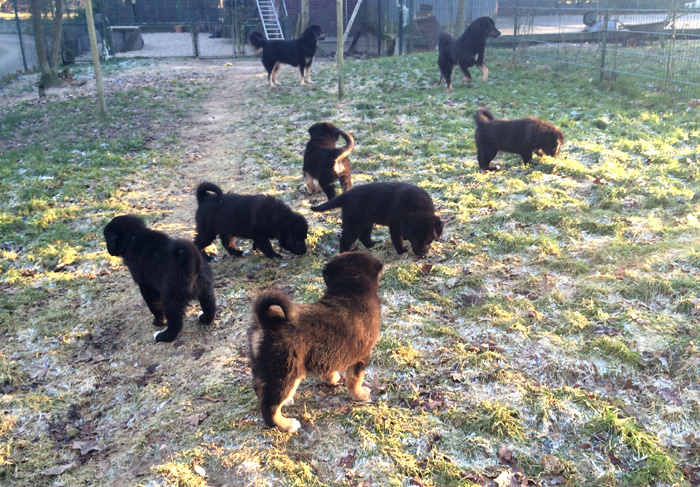 Do Khyi Welpen im Garten