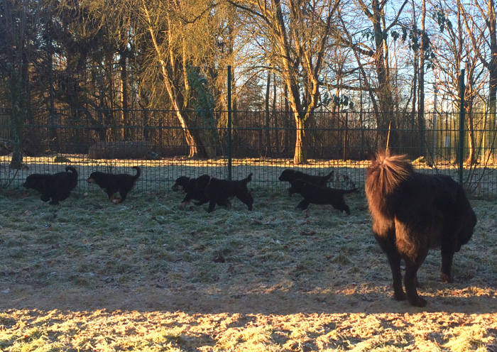 Do Khyi Welpen beim Wettlauf