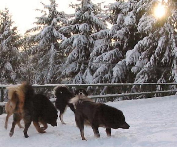 Do Khyi im Winter Tibetan Mastiffs in Snow
