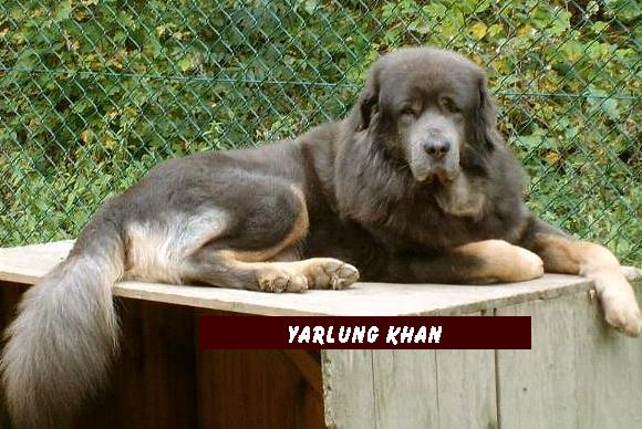 blauer Do Khyi Rüde, blue Tibetan Mastiff Male