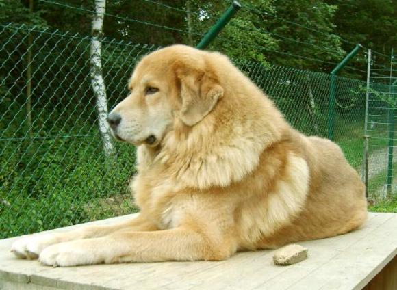 golden Tibetan Mastiff, goldfarbene Do Khyi Hündin