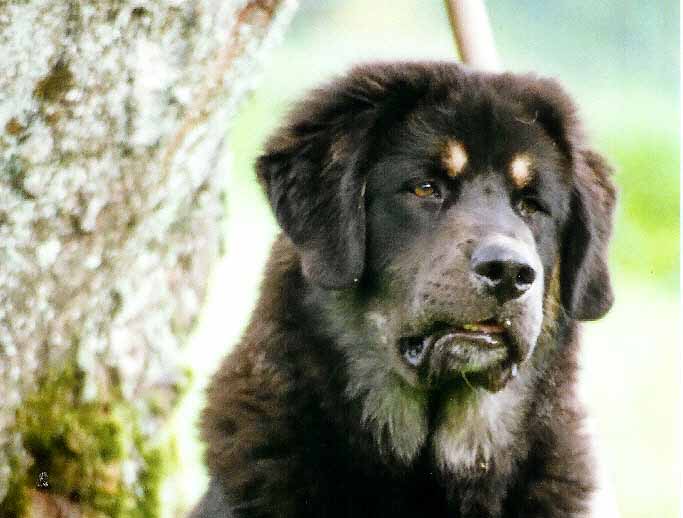 Tibetan Mastiff / Dokhyi Rüde 6 Monate Kopfstudie